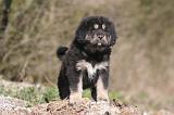 DOGUE DU TIBET 518